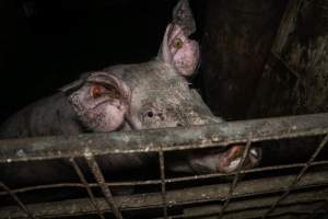 Dublin Piggery 2025 - In June 2025, investigators, acting on information from a member of the public, captured footage inside Andgar piggery in Dublin, South Australia.
The footage shows pigs living alongside the decomposing bodies of hundreds of dead pigs, with some becoming stuck in a giant pile of corpses.
Other footage from the same piggery shows pigs in 'eco sheds' on the property, which are sheds with two or three walls, with at least one side open to the elements. The pigs in these sheds are seen wading through mud and waste, which is often so deep that they are forced to swim. Some pigs had drowned in these sheds, likely after becoming stuck.
Pigs were filmed with massive, necrotic wounds where infection had eaten through skin down to the bone. One pig had a hole in their back that was roughly 10cm in diameter and packed with straw, mud and faeces. Piglets were also found living amongst the dead and rotting bodies of their littermates.
These visits took place over a month after this farm had been reported to the RSPCA by a member of the public, who was so horrified by the conditions that they knew they had to act.
- Captured at Andgar Piggery, Dublin SA Australia.