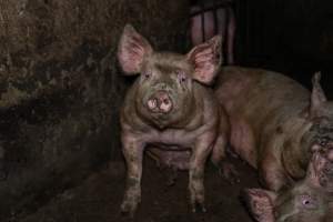 Dublin Piggery 2025 - In June 2025, investigators, acting on information from a member of the public, captured footage inside Andgar piggery in Dublin, South Australia.
The footage shows pigs living alongside the decomposing bodies of hundreds of dead pigs, with some becoming stuck in a giant pile of corpses.
Other footage from the same piggery shows pigs in 'eco sheds' on the property, which are sheds with two or three walls, with at least one side open to the elements. The pigs in these sheds are seen wading through mud and waste, which is often so deep that they are forced to swim. Some pigs had drowned in these sheds, likely after becoming stuck.
Pigs were filmed with massive, necrotic wounds where infection had eaten through skin down to the bone. One pig had a hole in their back that was roughly 10cm in diameter and packed with straw, mud and faeces. Piglets were also found living amongst the dead and rotting bodies of their littermates.
These visits took place over a month after this farm had been reported to the RSPCA by a member of the public, who was so horrified by the conditions that they knew they had to act.
- Captured at Andgar Piggery, Dublin SA Australia.