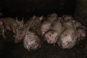 Dublin Piggery 2025 - In June 2025, investigators, acting on information from a member of the public, captured footage inside Andgar piggery in Dublin, South Australia.
The footage shows pigs living alongside the decomposing bodies of hundreds of dead pigs, with some becoming stuck in a giant pile of corpses.
Other footage from the same piggery shows pigs in 'eco sheds' on the property, which are sheds with two or three walls, with at least one side open to the elements. The pigs in these sheds are seen wading through mud and waste, which is often so deep that they are forced to swim. Some pigs had drowned in these sheds, likely after becoming stuck.
Pigs were filmed with massive, necrotic wounds where infection had eaten through skin down to the bone. One pig had a hole in their back that was roughly 10cm in diameter and packed with straw, mud and faeces. Piglets were also found living amongst the dead and rotting bodies of their littermates.
These visits took place over a month after this farm had been reported to the RSPCA by a member of the public, who was so horrified by the conditions that they knew they had to act.
- Captured at Andgar Piggery, Dublin SA Australia.