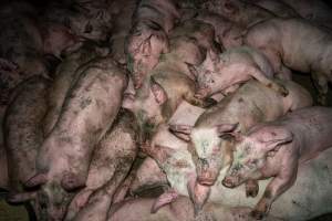 Dublin Piggery 2025 - In June 2025, investigators, acting on information from a member of the public, captured footage inside Andgar piggery in Dublin, South Australia.
The footage shows pigs living alongside the decomposing bodies of hundreds of dead pigs, with some becoming stuck in a giant pile of corpses.
Other footage from the same piggery shows pigs in 'eco sheds' on the property, which are sheds with two or three walls, with at least one side open to the elements. The pigs in these sheds are seen wading through mud and waste, which is often so deep that they are forced to swim. Some pigs had drowned in these sheds, likely after becoming stuck.
Pigs were filmed with massive, necrotic wounds where infection had eaten through skin down to the bone. One pig had a hole in their back that was roughly 10cm in diameter and packed with straw, mud and faeces. Piglets were also found living amongst the dead and rotting bodies of their littermates.
These visits took place over a month after this farm had been reported to the RSPCA by a member of the public, who was so horrified by the conditions that they knew they had to act.
- Captured at Andgar Piggery, Dublin SA Australia.