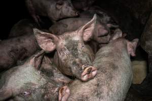 Dublin Piggery 2025 - In June 2025, investigators, acting on information from a member of the public, captured footage inside Andgar piggery in Dublin, South Australia.
The footage shows pigs living alongside the decomposing bodies of hundreds of dead pigs, with some becoming stuck in a giant pile of corpses.
Other footage from the same piggery shows pigs in 'eco sheds' on the property, which are sheds with two or three walls, with at least one side open to the elements. The pigs in these sheds are seen wading through mud and waste, which is often so deep that they are forced to swim. Some pigs had drowned in these sheds, likely after becoming stuck.
Pigs were filmed with massive, necrotic wounds where infection had eaten through skin down to the bone. One pig had a hole in their back that was roughly 10cm in diameter and packed with straw, mud and faeces. Piglets were also found living amongst the dead and rotting bodies of their littermates.
These visits took place over a month after this farm had been reported to the RSPCA by a member of the public, who was so horrified by the conditions that they knew they had to act.
- Captured at Andgar Piggery, Dublin SA Australia.
