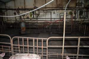 Dublin Piggery 2025 - In June 2025, investigators, acting on information from a member of the public, captured footage inside Andgar piggery in Dublin, South Australia.
The footage shows pigs living alongside the decomposing bodies of hundreds of dead pigs, with some becoming stuck in a giant pile of corpses.
Other footage from the same piggery shows pigs in 'eco sheds' on the property, which are sheds with two or three walls, with at least one side open to the elements. The pigs in these sheds are seen wading through mud and waste, which is often so deep that they are forced to swim. Some pigs had drowned in these sheds, likely after becoming stuck.
Pigs were filmed with massive, necrotic wounds where infection had eaten through skin down to the bone. One pig had a hole in their back that was roughly 10cm in diameter and packed with straw, mud and faeces. Piglets were also found living amongst the dead and rotting bodies of their littermates.
These visits took place over a month after this farm had been reported to the RSPCA by a member of the public, who was so horrified by the conditions that they knew they had to act.
- Captured at Andgar Piggery, Dublin SA Australia.