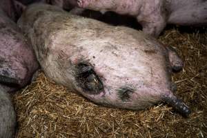 Dublin Piggery 2025 - In June 2025, investigators, acting on information from a member of the public, captured footage inside Andgar piggery in Dublin, South Australia.
The footage shows pigs living alongside the decomposing bodies of hundreds of dead pigs, with some becoming stuck in a giant pile of corpses.
Other footage from the same piggery shows pigs in 'eco sheds' on the property, which are sheds with two or three walls, with at least one side open to the elements. The pigs in these sheds are seen wading through mud and waste, which is often so deep that they are forced to swim. Some pigs had drowned in these sheds, likely after becoming stuck.
Pigs were filmed with massive, necrotic wounds where infection had eaten through skin down to the bone. One pig had a hole in their back that was roughly 10cm in diameter and packed with straw, mud and faeces. Piglets were also found living amongst the dead and rotting bodies of their littermates.
These visits took place over a month after this farm had been reported to the RSPCA by a member of the public, who was so horrified by the conditions that they knew they had to act.
- Captured at Andgar Piggery, Dublin SA Australia.
