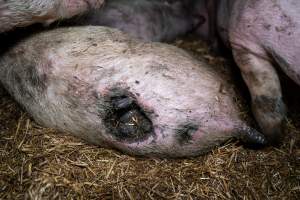 Dublin Piggery 2025 - In June 2025, investigators, acting on information from a member of the public, captured footage inside Andgar piggery in Dublin, South Australia.
The footage shows pigs living alongside the decomposing bodies of hundreds of dead pigs, with some becoming stuck in a giant pile of corpses.
Other footage from the same piggery shows pigs in 'eco sheds' on the property, which are sheds with two or three walls, with at least one side open to the elements. The pigs in these sheds are seen wading through mud and waste, which is often so deep that they are forced to swim. Some pigs had drowned in these sheds, likely after becoming stuck.
Pigs were filmed with massive, necrotic wounds where infection had eaten through skin down to the bone. One pig had a hole in their back that was roughly 10cm in diameter and packed with straw, mud and faeces. Piglets were also found living amongst the dead and rotting bodies of their littermates.
These visits took place over a month after this farm had been reported to the RSPCA by a member of the public, who was so horrified by the conditions that they knew they had to act.
- Captured at Andgar Piggery, Dublin SA Australia.