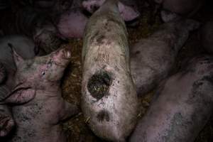 Dublin Piggery 2025 - In June 2025, investigators, acting on information from a member of the public, captured footage inside Andgar piggery in Dublin, South Australia.
The footage shows pigs living alongside the decomposing bodies of hundreds of dead pigs, with some becoming stuck in a giant pile of corpses.
Other footage from the same piggery shows pigs in 'eco sheds' on the property, which are sheds with two or three walls, with at least one side open to the elements. The pigs in these sheds are seen wading through mud and waste, which is often so deep that they are forced to swim. Some pigs had drowned in these sheds, likely after becoming stuck.
Pigs were filmed with massive, necrotic wounds where infection had eaten through skin down to the bone. One pig had a hole in their back that was roughly 10cm in diameter and packed with straw, mud and faeces. Piglets were also found living amongst the dead and rotting bodies of their littermates.
These visits took place over a month after this farm had been reported to the RSPCA by a member of the public, who was so horrified by the conditions that they knew they had to act.
- Captured at Andgar Piggery, Dublin SA Australia.