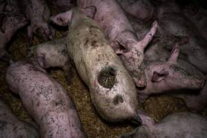 Dublin Piggery 2025 - In June 2025, investigators, acting on information from a member of the public, captured footage inside Andgar piggery in Dublin, South Australia.
The footage shows pigs living alongside the decomposing bodies of hundreds of dead pigs, with some becoming stuck in a giant pile of corpses.
Other footage from the same piggery shows pigs in 'eco sheds' on the property, which are sheds with two or three walls, with at least one side open to the elements. The pigs in these sheds are seen wading through mud and waste, which is often so deep that they are forced to swim. Some pigs had drowned in these sheds, likely after becoming stuck.
Pigs were filmed with massive, necrotic wounds where infection had eaten through skin down to the bone. One pig had a hole in their back that was roughly 10cm in diameter and packed with straw, mud and faeces. Piglets were also found living amongst the dead and rotting bodies of their littermates.
These visits took place over a month after this farm had been reported to the RSPCA by a member of the public, who was so horrified by the conditions that they knew they had to act.
- Captured at Andgar Piggery, Dublin SA Australia.