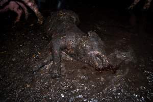 Dublin Piggery 2025 - In June 2025, investigators, acting on information from a member of the public, captured footage inside Andgar piggery in Dublin, South Australia.
The footage shows pigs living alongside the decomposing bodies of hundreds of dead pigs, with some becoming stuck in a giant pile of corpses.
Other footage from the same piggery shows pigs in 'eco sheds' on the property, which are sheds with two or three walls, with at least one side open to the elements. The pigs in these sheds are seen wading through mud and waste, which is often so deep that they are forced to swim. Some pigs had drowned in these sheds, likely after becoming stuck.
Pigs were filmed with massive, necrotic wounds where infection had eaten through skin down to the bone. One pig had a hole in their back that was roughly 10cm in diameter and packed with straw, mud and faeces. Piglets were also found living amongst the dead and rotting bodies of their littermates.
These visits took place over a month after this farm had been reported to the RSPCA by a member of the public, who was so horrified by the conditions that they knew they had to act.
- Captured at Andgar Piggery, Dublin SA Australia.