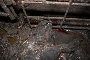 Dublin Piggery 2025 - In June 2025, investigators, acting on information from a member of the public, captured footage inside Andgar piggery in Dublin, South Australia.
The footage shows pigs living alongside the decomposing bodies of hundreds of dead pigs, with some becoming stuck in a giant pile of corpses.
Other footage from the same piggery shows pigs in 'eco sheds' on the property, which are sheds with two or three walls, with at least one side open to the elements. The pigs in these sheds are seen wading through mud and waste, which is often so deep that they are forced to swim. Some pigs had drowned in these sheds, likely after becoming stuck.
Pigs were filmed with massive, necrotic wounds where infection had eaten through skin down to the bone. One pig had a hole in their back that was roughly 10cm in diameter and packed with straw, mud and faeces. Piglets were also found living amongst the dead and rotting bodies of their littermates.
These visits took place over a month after this farm had been reported to the RSPCA by a member of the public, who was so horrified by the conditions that they knew they had to act.
- Captured at Andgar Piggery, Dublin SA Australia.