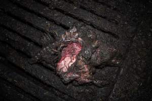 Dublin Piggery 2025 - In June 2025, investigators, acting on information from a member of the public, captured footage inside Andgar piggery in Dublin, South Australia.
The footage shows pigs living alongside the decomposing bodies of hundreds of dead pigs, with some becoming stuck in a giant pile of corpses.
Other footage from the same piggery shows pigs in 'eco sheds' on the property, which are sheds with two or three walls, with at least one side open to the elements. The pigs in these sheds are seen wading through mud and waste, which is often so deep that they are forced to swim. Some pigs had drowned in these sheds, likely after becoming stuck.
Pigs were filmed with massive, necrotic wounds where infection had eaten through skin down to the bone. One pig had a hole in their back that was roughly 10cm in diameter and packed with straw, mud and faeces. Piglets were also found living amongst the dead and rotting bodies of their littermates.
These visits took place over a month after this farm had been reported to the RSPCA by a member of the public, who was so horrified by the conditions that they knew they had to act.
- Captured at Andgar Piggery, Dublin SA Australia.