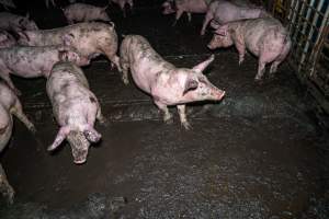 Dublin Piggery 2025 - In June 2025, investigators, acting on information from a member of the public, captured footage inside Andgar piggery in Dublin, South Australia.
The footage shows pigs living alongside the decomposing bodies of hundreds of dead pigs, with some becoming stuck in a giant pile of corpses.
Other footage from the same piggery shows pigs in 'eco sheds' on the property, which are sheds with two or three walls, with at least one side open to the elements. The pigs in these sheds are seen wading through mud and waste, which is often so deep that they are forced to swim. Some pigs had drowned in these sheds, likely after becoming stuck.
Pigs were filmed with massive, necrotic wounds where infection had eaten through skin down to the bone. One pig had a hole in their back that was roughly 10cm in diameter and packed with straw, mud and faeces. Piglets were also found living amongst the dead and rotting bodies of their littermates.
These visits took place over a month after this farm had been reported to the RSPCA by a member of the public, who was so horrified by the conditions that they knew they had to act.
- Captured at Andgar Piggery, Dublin SA Australia.