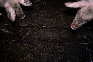 Dublin Piggery 2025 - In June 2025, investigators, acting on information from a member of the public, captured footage inside Andgar piggery in Dublin, South Australia.
The footage shows pigs living alongside the decomposing bodies of hundreds of dead pigs, with some becoming stuck in a giant pile of corpses.
Other footage from the same piggery shows pigs in 'eco sheds' on the property, which are sheds with two or three walls, with at least one side open to the elements. The pigs in these sheds are seen wading through mud and waste, which is often so deep that they are forced to swim. Some pigs had drowned in these sheds, likely after becoming stuck.
Pigs were filmed with massive, necrotic wounds where infection had eaten through skin down to the bone. One pig had a hole in their back that was roughly 10cm in diameter and packed with straw, mud and faeces. Piglets were also found living amongst the dead and rotting bodies of their littermates.
These visits took place over a month after this farm had been reported to the RSPCA by a member of the public, who was so horrified by the conditions that they knew they had to act.
- Captured at Andgar Piggery, Dublin SA Australia.