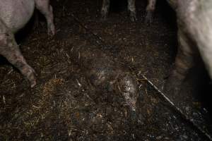 Dublin Piggery 2025 - In June 2025, investigators, acting on information from a member of the public, captured footage inside Andgar piggery in Dublin, South Australia.
The footage shows pigs living alongside the decomposing bodies of hundreds of dead pigs, with some becoming stuck in a giant pile of corpses.
Other footage from the same piggery shows pigs in 'eco sheds' on the property, which are sheds with two or three walls, with at least one side open to the elements. The pigs in these sheds are seen wading through mud and waste, which is often so deep that they are forced to swim. Some pigs had drowned in these sheds, likely after becoming stuck.
Pigs were filmed with massive, necrotic wounds where infection had eaten through skin down to the bone. One pig had a hole in their back that was roughly 10cm in diameter and packed with straw, mud and faeces. Piglets were also found living amongst the dead and rotting bodies of their littermates.
These visits took place over a month after this farm had been reported to the RSPCA by a member of the public, who was so horrified by the conditions that they knew they had to act.
- Captured at Andgar Piggery, Dublin SA Australia.