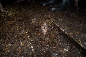 Dublin Piggery 2025 - In June 2025, investigators, acting on information from a member of the public, captured footage inside Andgar piggery in Dublin, South Australia.
The footage shows pigs living alongside the decomposing bodies of hundreds of dead pigs, with some becoming stuck in a giant pile of corpses.
Other footage from the same piggery shows pigs in 'eco sheds' on the property, which are sheds with two or three walls, with at least one side open to the elements. The pigs in these sheds are seen wading through mud and waste, which is often so deep that they are forced to swim. Some pigs had drowned in these sheds, likely after becoming stuck.
Pigs were filmed with massive, necrotic wounds where infection had eaten through skin down to the bone. One pig had a hole in their back that was roughly 10cm in diameter and packed with straw, mud and faeces. Piglets were also found living amongst the dead and rotting bodies of their littermates.
These visits took place over a month after this farm had been reported to the RSPCA by a member of the public, who was so horrified by the conditions that they knew they had to act.
- Captured at Andgar Piggery, Dublin SA Australia.