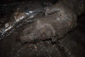 Dublin Piggery 2025 - In June 2025, investigators, acting on information from a member of the public, captured footage inside Andgar piggery in Dublin, South Australia.
The footage shows pigs living alongside the decomposing bodies of hundreds of dead pigs, with some becoming stuck in a giant pile of corpses.
Other footage from the same piggery shows pigs in 'eco sheds' on the property, which are sheds with two or three walls, with at least one side open to the elements. The pigs in these sheds are seen wading through mud and waste, which is often so deep that they are forced to swim. Some pigs had drowned in these sheds, likely after becoming stuck.
Pigs were filmed with massive, necrotic wounds where infection had eaten through skin down to the bone. One pig had a hole in their back that was roughly 10cm in diameter and packed with straw, mud and faeces. Piglets were also found living amongst the dead and rotting bodies of their littermates.
These visits took place over a month after this farm had been reported to the RSPCA by a member of the public, who was so horrified by the conditions that they knew they had to act.
- Captured at Andgar Piggery, Dublin SA Australia.