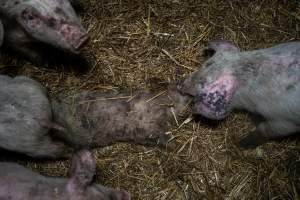 Dublin Piggery 2025 - In June 2025, investigators, acting on information from a member of the public, captured footage inside Andgar piggery in Dublin, South Australia.
The footage shows pigs living alongside the decomposing bodies of hundreds of dead pigs, with some becoming stuck in a giant pile of corpses.
Other footage from the same piggery shows pigs in 'eco sheds' on the property, which are sheds with two or three walls, with at least one side open to the elements. The pigs in these sheds are seen wading through mud and waste, which is often so deep that they are forced to swim. Some pigs had drowned in these sheds, likely after becoming stuck.
Pigs were filmed with massive, necrotic wounds where infection had eaten through skin down to the bone. One pig had a hole in their back that was roughly 10cm in diameter and packed with straw, mud and faeces. Piglets were also found living amongst the dead and rotting bodies of their littermates.
These visits took place over a month after this farm had been reported to the RSPCA by a member of the public, who was so horrified by the conditions that they knew they had to act.
- Captured at Andgar Piggery, Dublin SA Australia.