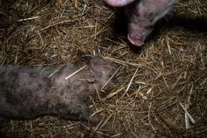 Dublin Piggery 2025 - In June 2025, investigators, acting on information from a member of the public, captured footage inside Andgar piggery in Dublin, South Australia.
The footage shows pigs living alongside the decomposing bodies of hundreds of dead pigs, with some becoming stuck in a giant pile of corpses.
Other footage from the same piggery shows pigs in 'eco sheds' on the property, which are sheds with two or three walls, with at least one side open to the elements. The pigs in these sheds are seen wading through mud and waste, which is often so deep that they are forced to swim. Some pigs had drowned in these sheds, likely after becoming stuck.
Pigs were filmed with massive, necrotic wounds where infection had eaten through skin down to the bone. One pig had a hole in their back that was roughly 10cm in diameter and packed with straw, mud and faeces. Piglets were also found living amongst the dead and rotting bodies of their littermates.
These visits took place over a month after this farm had been reported to the RSPCA by a member of the public, who was so horrified by the conditions that they knew they had to act.
- Captured at Andgar Piggery, Dublin SA Australia.