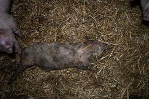 Dublin Piggery 2025 - In June 2025, investigators, acting on information from a member of the public, captured footage inside Andgar piggery in Dublin, South Australia.
The footage shows pigs living alongside the decomposing bodies of hundreds of dead pigs, with some becoming stuck in a giant pile of corpses.
Other footage from the same piggery shows pigs in 'eco sheds' on the property, which are sheds with two or three walls, with at least one side open to the elements. The pigs in these sheds are seen wading through mud and waste, which is often so deep that they are forced to swim. Some pigs had drowned in these sheds, likely after becoming stuck.
Pigs were filmed with massive, necrotic wounds where infection had eaten through skin down to the bone. One pig had a hole in their back that was roughly 10cm in diameter and packed with straw, mud and faeces. Piglets were also found living amongst the dead and rotting bodies of their littermates.
These visits took place over a month after this farm had been reported to the RSPCA by a member of the public, who was so horrified by the conditions that they knew they had to act.
- Captured at Andgar Piggery, Dublin SA Australia.