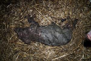 Dublin Piggery 2025 - In June 2025, investigators, acting on information from a member of the public, captured footage inside Andgar piggery in Dublin, South Australia.
The footage shows pigs living alongside the decomposing bodies of hundreds of dead pigs, with some becoming stuck in a giant pile of corpses.
Other footage from the same piggery shows pigs in 'eco sheds' on the property, which are sheds with two or three walls, with at least one side open to the elements. The pigs in these sheds are seen wading through mud and waste, which is often so deep that they are forced to swim. Some pigs had drowned in these sheds, likely after becoming stuck.
Pigs were filmed with massive, necrotic wounds where infection had eaten through skin down to the bone. One pig had a hole in their back that was roughly 10cm in diameter and packed with straw, mud and faeces. Piglets were also found living amongst the dead and rotting bodies of their littermates.
These visits took place over a month after this farm had been reported to the RSPCA by a member of the public, who was so horrified by the conditions that they knew they had to act.
- Captured at Andgar Piggery, Dublin SA Australia.