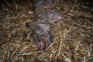 Dublin Piggery 2025 - In June 2025, investigators, acting on information from a member of the public, captured footage inside Andgar piggery in Dublin, South Australia.
The footage shows pigs living alongside the decomposing bodies of hundreds of dead pigs, with some becoming stuck in a giant pile of corpses.
Other footage from the same piggery shows pigs in 'eco sheds' on the property, which are sheds with two or three walls, with at least one side open to the elements. The pigs in these sheds are seen wading through mud and waste, which is often so deep that they are forced to swim. Some pigs had drowned in these sheds, likely after becoming stuck.
Pigs were filmed with massive, necrotic wounds where infection had eaten through skin down to the bone. One pig had a hole in their back that was roughly 10cm in diameter and packed with straw, mud and faeces. Piglets were also found living amongst the dead and rotting bodies of their littermates.
These visits took place over a month after this farm had been reported to the RSPCA by a member of the public, who was so horrified by the conditions that they knew they had to act.
- Captured at Andgar Piggery, Dublin SA Australia.