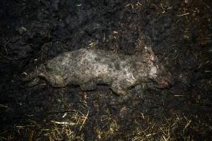 Dublin Piggery 2025 - In June 2025, investigators, acting on information from a member of the public, captured footage inside Andgar piggery in Dublin, South Australia.
The footage shows pigs living alongside the decomposing bodies of hundreds of dead pigs, with some becoming stuck in a giant pile of corpses.
Other footage from the same piggery shows pigs in 'eco sheds' on the property, which are sheds with two or three walls, with at least one side open to the elements. The pigs in these sheds are seen wading through mud and waste, which is often so deep that they are forced to swim. Some pigs had drowned in these sheds, likely after becoming stuck.
Pigs were filmed with massive, necrotic wounds where infection had eaten through skin down to the bone. One pig had a hole in their back that was roughly 10cm in diameter and packed with straw, mud and faeces. Piglets were also found living amongst the dead and rotting bodies of their littermates.
These visits took place over a month after this farm had been reported to the RSPCA by a member of the public, who was so horrified by the conditions that they knew they had to act.
- Captured at Andgar Piggery, Dublin SA Australia.
