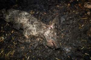 Dublin Piggery 2025 - In June 2025, investigators, acting on information from a member of the public, captured footage inside Andgar piggery in Dublin, South Australia.
The footage shows pigs living alongside the decomposing bodies of hundreds of dead pigs, with some becoming stuck in a giant pile of corpses.
Other footage from the same piggery shows pigs in 'eco sheds' on the property, which are sheds with two or three walls, with at least one side open to the elements. The pigs in these sheds are seen wading through mud and waste, which is often so deep that they are forced to swim. Some pigs had drowned in these sheds, likely after becoming stuck.
Pigs were filmed with massive, necrotic wounds where infection had eaten through skin down to the bone. One pig had a hole in their back that was roughly 10cm in diameter and packed with straw, mud and faeces. Piglets were also found living amongst the dead and rotting bodies of their littermates.
These visits took place over a month after this farm had been reported to the RSPCA by a member of the public, who was so horrified by the conditions that they knew they had to act.
- Captured at Andgar Piggery, Dublin SA Australia.