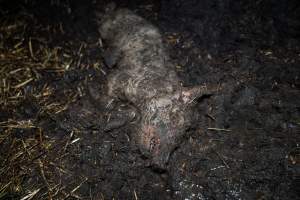 Dublin Piggery 2025 - In June 2025, investigators, acting on information from a member of the public, captured footage inside Andgar piggery in Dublin, South Australia.
The footage shows pigs living alongside the decomposing bodies of hundreds of dead pigs, with some becoming stuck in a giant pile of corpses.
Other footage from the same piggery shows pigs in 'eco sheds' on the property, which are sheds with two or three walls, with at least one side open to the elements. The pigs in these sheds are seen wading through mud and waste, which is often so deep that they are forced to swim. Some pigs had drowned in these sheds, likely after becoming stuck.
Pigs were filmed with massive, necrotic wounds where infection had eaten through skin down to the bone. One pig had a hole in their back that was roughly 10cm in diameter and packed with straw, mud and faeces. Piglets were also found living amongst the dead and rotting bodies of their littermates.
These visits took place over a month after this farm had been reported to the RSPCA by a member of the public, who was so horrified by the conditions that they knew they had to act.
- Captured at Andgar Piggery, Dublin SA Australia.
