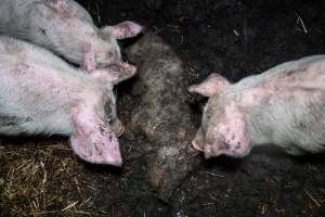 Dublin Piggery 2025 - In June 2025, investigators, acting on information from a member of the public, captured footage inside Andgar piggery in Dublin, South Australia.
The footage shows pigs living alongside the decomposing bodies of hundreds of dead pigs, with some becoming stuck in a giant pile of corpses.
Other footage from the same piggery shows pigs in 'eco sheds' on the property, which are sheds with two or three walls, with at least one side open to the elements. The pigs in these sheds are seen wading through mud and waste, which is often so deep that they are forced to swim. Some pigs had drowned in these sheds, likely after becoming stuck.
Pigs were filmed with massive, necrotic wounds where infection had eaten through skin down to the bone. One pig had a hole in their back that was roughly 10cm in diameter and packed with straw, mud and faeces. Piglets were also found living amongst the dead and rotting bodies of their littermates.
These visits took place over a month after this farm had been reported to the RSPCA by a member of the public, who was so horrified by the conditions that they knew they had to act.
- Captured at Andgar Piggery, Dublin SA Australia.