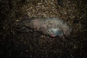 Dublin Piggery 2025 - In June 2025, investigators, acting on information from a member of the public, captured footage inside Andgar piggery in Dublin, South Australia.
The footage shows pigs living alongside the decomposing bodies of hundreds of dead pigs, with some becoming stuck in a giant pile of corpses.
Other footage from the same piggery shows pigs in 'eco sheds' on the property, which are sheds with two or three walls, with at least one side open to the elements. The pigs in these sheds are seen wading through mud and waste, which is often so deep that they are forced to swim. Some pigs had drowned in these sheds, likely after becoming stuck.
Pigs were filmed with massive, necrotic wounds where infection had eaten through skin down to the bone. One pig had a hole in their back that was roughly 10cm in diameter and packed with straw, mud and faeces. Piglets were also found living amongst the dead and rotting bodies of their littermates.
These visits took place over a month after this farm had been reported to the RSPCA by a member of the public, who was so horrified by the conditions that they knew they had to act.
- Captured at Andgar Piggery, Dublin SA Australia.