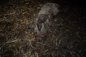 Dublin Piggery 2025 - In June 2025, investigators, acting on information from a member of the public, captured footage inside Andgar piggery in Dublin, South Australia.
The footage shows pigs living alongside the decomposing bodies of hundreds of dead pigs, with some becoming stuck in a giant pile of corpses.
Other footage from the same piggery shows pigs in 'eco sheds' on the property, which are sheds with two or three walls, with at least one side open to the elements. The pigs in these sheds are seen wading through mud and waste, which is often so deep that they are forced to swim. Some pigs had drowned in these sheds, likely after becoming stuck.
Pigs were filmed with massive, necrotic wounds where infection had eaten through skin down to the bone. One pig had a hole in their back that was roughly 10cm in diameter and packed with straw, mud and faeces. Piglets were also found living amongst the dead and rotting bodies of their littermates.
These visits took place over a month after this farm had been reported to the RSPCA by a member of the public, who was so horrified by the conditions that they knew they had to act.
- Captured at Andgar Piggery, Dublin SA Australia.