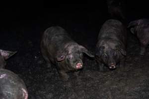 Dublin Piggery 2025 - In June 2025, investigators, acting on information from a member of the public, captured footage inside Andgar piggery in Dublin, South Australia.
The footage shows pigs living alongside the decomposing bodies of hundreds of dead pigs, with some becoming stuck in a giant pile of corpses.
Other footage from the same piggery shows pigs in 'eco sheds' on the property, which are sheds with two or three walls, with at least one side open to the elements. The pigs in these sheds are seen wading through mud and waste, which is often so deep that they are forced to swim. Some pigs had drowned in these sheds, likely after becoming stuck.
Pigs were filmed with massive, necrotic wounds where infection had eaten through skin down to the bone. One pig had a hole in their back that was roughly 10cm in diameter and packed with straw, mud and faeces. Piglets were also found living amongst the dead and rotting bodies of their littermates.
These visits took place over a month after this farm had been reported to the RSPCA by a member of the public, who was so horrified by the conditions that they knew they had to act.
- Captured at Andgar Piggery, Dublin SA Australia.
