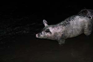 Dublin Piggery 2025 - In June 2025, investigators, acting on information from a member of the public, captured footage inside Andgar piggery in Dublin, South Australia.
The footage shows pigs living alongside the decomposing bodies of hundreds of dead pigs, with some becoming stuck in a giant pile of corpses.
Other footage from the same piggery shows pigs in 'eco sheds' on the property, which are sheds with two or three walls, with at least one side open to the elements. The pigs in these sheds are seen wading through mud and waste, which is often so deep that they are forced to swim. Some pigs had drowned in these sheds, likely after becoming stuck.
Pigs were filmed with massive, necrotic wounds where infection had eaten through skin down to the bone. One pig had a hole in their back that was roughly 10cm in diameter and packed with straw, mud and faeces. Piglets were also found living amongst the dead and rotting bodies of their littermates.
These visits took place over a month after this farm had been reported to the RSPCA by a member of the public, who was so horrified by the conditions that they knew they had to act.
- Captured at Andgar Piggery, Dublin SA Australia.