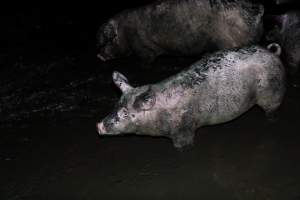 Dublin Piggery 2025 - In June 2025, investigators, acting on information from a member of the public, captured footage inside Andgar piggery in Dublin, South Australia.
The footage shows pigs living alongside the decomposing bodies of hundreds of dead pigs, with some becoming stuck in a giant pile of corpses.
Other footage from the same piggery shows pigs in 'eco sheds' on the property, which are sheds with two or three walls, with at least one side open to the elements. The pigs in these sheds are seen wading through mud and waste, which is often so deep that they are forced to swim. Some pigs had drowned in these sheds, likely after becoming stuck.
Pigs were filmed with massive, necrotic wounds where infection had eaten through skin down to the bone. One pig had a hole in their back that was roughly 10cm in diameter and packed with straw, mud and faeces. Piglets were also found living amongst the dead and rotting bodies of their littermates.
These visits took place over a month after this farm had been reported to the RSPCA by a member of the public, who was so horrified by the conditions that they knew they had to act.
- Captured at Andgar Piggery, Dublin SA Australia.