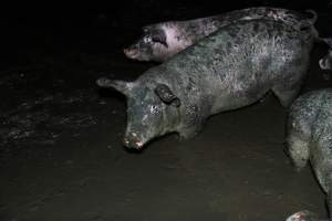 Dublin Piggery 2025 - In June 2025, investigators, acting on information from a member of the public, captured footage inside Andgar piggery in Dublin, South Australia.
The footage shows pigs living alongside the decomposing bodies of hundreds of dead pigs, with some becoming stuck in a giant pile of corpses.
Other footage from the same piggery shows pigs in 'eco sheds' on the property, which are sheds with two or three walls, with at least one side open to the elements. The pigs in these sheds are seen wading through mud and waste, which is often so deep that they are forced to swim. Some pigs had drowned in these sheds, likely after becoming stuck.
Pigs were filmed with massive, necrotic wounds where infection had eaten through skin down to the bone. One pig had a hole in their back that was roughly 10cm in diameter and packed with straw, mud and faeces. Piglets were also found living amongst the dead and rotting bodies of their littermates.
These visits took place over a month after this farm had been reported to the RSPCA by a member of the public, who was so horrified by the conditions that they knew they had to act.
- Captured at Andgar Piggery, Dublin SA Australia.