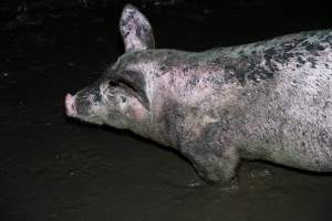 Dublin Piggery 2025 - In June 2025, investigators, acting on information from a member of the public, captured footage inside Andgar piggery in Dublin, South Australia.
The footage shows pigs living alongside the decomposing bodies of hundreds of dead pigs, with some becoming stuck in a giant pile of corpses.
Other footage from the same piggery shows pigs in 'eco sheds' on the property, which are sheds with two or three walls, with at least one side open to the elements. The pigs in these sheds are seen wading through mud and waste, which is often so deep that they are forced to swim. Some pigs had drowned in these sheds, likely after becoming stuck.
Pigs were filmed with massive, necrotic wounds where infection had eaten through skin down to the bone. One pig had a hole in their back that was roughly 10cm in diameter and packed with straw, mud and faeces. Piglets were also found living amongst the dead and rotting bodies of their littermates.
These visits took place over a month after this farm had been reported to the RSPCA by a member of the public, who was so horrified by the conditions that they knew they had to act.
- Captured at Andgar Piggery, Dublin SA Australia.