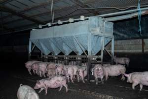 Dublin Piggery 2025 - In June 2025, investigators, acting on information from a member of the public, captured footage inside Andgar piggery in Dublin, South Australia.
The footage shows pigs living alongside the decomposing bodies of hundreds of dead pigs, with some becoming stuck in a giant pile of corpses.
Other footage from the same piggery shows pigs in 'eco sheds' on the property, which are sheds with two or three walls, with at least one side open to the elements. The pigs in these sheds are seen wading through mud and waste, which is often so deep that they are forced to swim. Some pigs had drowned in these sheds, likely after becoming stuck.
Pigs were filmed with massive, necrotic wounds where infection had eaten through skin down to the bone. One pig had a hole in their back that was roughly 10cm in diameter and packed with straw, mud and faeces. Piglets were also found living amongst the dead and rotting bodies of their littermates.
These visits took place over a month after this farm had been reported to the RSPCA by a member of the public, who was so horrified by the conditions that they knew they had to act.
- Captured at Andgar Piggery, Dublin SA Australia.