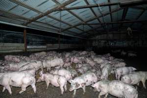Dublin Piggery 2025 - In June 2025, investigators, acting on information from a member of the public, captured footage inside Andgar piggery in Dublin, South Australia.
The footage shows pigs living alongside the decomposing bodies of hundreds of dead pigs, with some becoming stuck in a giant pile of corpses.
Other footage from the same piggery shows pigs in 'eco sheds' on the property, which are sheds with two or three walls, with at least one side open to the elements. The pigs in these sheds are seen wading through mud and waste, which is often so deep that they are forced to swim. Some pigs had drowned in these sheds, likely after becoming stuck.
Pigs were filmed with massive, necrotic wounds where infection had eaten through skin down to the bone. One pig had a hole in their back that was roughly 10cm in diameter and packed with straw, mud and faeces. Piglets were also found living amongst the dead and rotting bodies of their littermates.
These visits took place over a month after this farm had been reported to the RSPCA by a member of the public, who was so horrified by the conditions that they knew they had to act.
- Captured at Andgar Piggery, Dublin SA Australia.