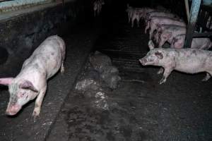 Dublin Piggery 2025 - In June 2025, investigators, acting on information from a member of the public, captured footage inside Andgar piggery in Dublin, South Australia.
The footage shows pigs living alongside the decomposing bodies of hundreds of dead pigs, with some becoming stuck in a giant pile of corpses.
Other footage from the same piggery shows pigs in 'eco sheds' on the property, which are sheds with two or three walls, with at least one side open to the elements. The pigs in these sheds are seen wading through mud and waste, which is often so deep that they are forced to swim. Some pigs had drowned in these sheds, likely after becoming stuck.
Pigs were filmed with massive, necrotic wounds where infection had eaten through skin down to the bone. One pig had a hole in their back that was roughly 10cm in diameter and packed with straw, mud and faeces. Piglets were also found living amongst the dead and rotting bodies of their littermates.
These visits took place over a month after this farm had been reported to the RSPCA by a member of the public, who was so horrified by the conditions that they knew they had to act.
- Captured at Andgar Piggery, Dublin SA Australia.