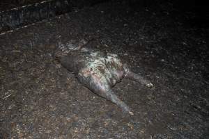 Dublin Piggery 2025 - In June 2025, investigators, acting on information from a member of the public, captured footage inside Andgar piggery in Dublin, South Australia.
The footage shows pigs living alongside the decomposing bodies of hundreds of dead pigs, with some becoming stuck in a giant pile of corpses.
Other footage from the same piggery shows pigs in 'eco sheds' on the property, which are sheds with two or three walls, with at least one side open to the elements. The pigs in these sheds are seen wading through mud and waste, which is often so deep that they are forced to swim. Some pigs had drowned in these sheds, likely after becoming stuck.
Pigs were filmed with massive, necrotic wounds where infection had eaten through skin down to the bone. One pig had a hole in their back that was roughly 10cm in diameter and packed with straw, mud and faeces. Piglets were also found living amongst the dead and rotting bodies of their littermates.
These visits took place over a month after this farm had been reported to the RSPCA by a member of the public, who was so horrified by the conditions that they knew they had to act.
- Captured at Andgar Piggery, Dublin SA Australia.