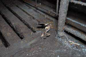 Dublin Piggery 2025 - In June 2025, investigators, acting on information from a member of the public, captured footage inside Andgar piggery in Dublin, South Australia.
The footage shows pigs living alongside the decomposing bodies of hundreds of dead pigs, with some becoming stuck in a giant pile of corpses.
Other footage from the same piggery shows pigs in 'eco sheds' on the property, which are sheds with two or three walls, with at least one side open to the elements. The pigs in these sheds are seen wading through mud and waste, which is often so deep that they are forced to swim. Some pigs had drowned in these sheds, likely after becoming stuck.
Pigs were filmed with massive, necrotic wounds where infection had eaten through skin down to the bone. One pig had a hole in their back that was roughly 10cm in diameter and packed with straw, mud and faeces. Piglets were also found living amongst the dead and rotting bodies of their littermates.
These visits took place over a month after this farm had been reported to the RSPCA by a member of the public, who was so horrified by the conditions that they knew they had to act.
- Captured at Andgar Piggery, Dublin SA Australia.
