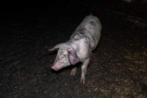 Dublin Piggery 2025 - In June 2025, investigators, acting on information from a member of the public, captured footage inside Andgar piggery in Dublin, South Australia.
The footage shows pigs living alongside the decomposing bodies of hundreds of dead pigs, with some becoming stuck in a giant pile of corpses.
Other footage from the same piggery shows pigs in 'eco sheds' on the property, which are sheds with two or three walls, with at least one side open to the elements. The pigs in these sheds are seen wading through mud and waste, which is often so deep that they are forced to swim. Some pigs had drowned in these sheds, likely after becoming stuck.
Pigs were filmed with massive, necrotic wounds where infection had eaten through skin down to the bone. One pig had a hole in their back that was roughly 10cm in diameter and packed with straw, mud and faeces. Piglets were also found living amongst the dead and rotting bodies of their littermates.
These visits took place over a month after this farm had been reported to the RSPCA by a member of the public, who was so horrified by the conditions that they knew they had to act.
- Captured at Andgar Piggery, Dublin SA Australia.
