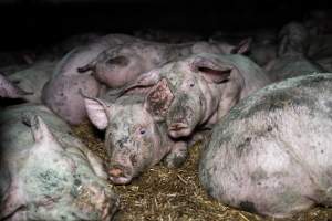 Dublin Piggery 2025 - In June 2025, investigators, acting on information from a member of the public, captured footage inside Andgar piggery in Dublin, South Australia.
The footage shows pigs living alongside the decomposing bodies of hundreds of dead pigs, with some becoming stuck in a giant pile of corpses.
Other footage from the same piggery shows pigs in 'eco sheds' on the property, which are sheds with two or three walls, with at least one side open to the elements. The pigs in these sheds are seen wading through mud and waste, which is often so deep that they are forced to swim. Some pigs had drowned in these sheds, likely after becoming stuck.
Pigs were filmed with massive, necrotic wounds where infection had eaten through skin down to the bone. One pig had a hole in their back that was roughly 10cm in diameter and packed with straw, mud and faeces. Piglets were also found living amongst the dead and rotting bodies of their littermates.
These visits took place over a month after this farm had been reported to the RSPCA by a member of the public, who was so horrified by the conditions that they knew they had to act.
- Captured at Andgar Piggery, Dublin SA Australia.