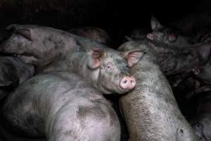 Dublin Piggery 2025 - In June 2025, investigators, acting on information from a member of the public, captured footage inside Andgar piggery in Dublin, South Australia.
The footage shows pigs living alongside the decomposing bodies of hundreds of dead pigs, with some becoming stuck in a giant pile of corpses.
Other footage from the same piggery shows pigs in 'eco sheds' on the property, which are sheds with two or three walls, with at least one side open to the elements. The pigs in these sheds are seen wading through mud and waste, which is often so deep that they are forced to swim. Some pigs had drowned in these sheds, likely after becoming stuck.
Pigs were filmed with massive, necrotic wounds where infection had eaten through skin down to the bone. One pig had a hole in their back that was roughly 10cm in diameter and packed with straw, mud and faeces. Piglets were also found living amongst the dead and rotting bodies of their littermates.
These visits took place over a month after this farm had been reported to the RSPCA by a member of the public, who was so horrified by the conditions that they knew they had to act.
- Captured at Andgar Piggery, Dublin SA Australia.
