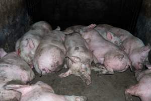 Dublin Piggery 2025 - In June 2025, investigators, acting on information from a member of the public, captured footage inside Andgar piggery in Dublin, South Australia.
The footage shows pigs living alongside the decomposing bodies of hundreds of dead pigs, with some becoming stuck in a giant pile of corpses.
Other footage from the same piggery shows pigs in 'eco sheds' on the property, which are sheds with two or three walls, with at least one side open to the elements. The pigs in these sheds are seen wading through mud and waste, which is often so deep that they are forced to swim. Some pigs had drowned in these sheds, likely after becoming stuck.
Pigs were filmed with massive, necrotic wounds where infection had eaten through skin down to the bone. One pig had a hole in their back that was roughly 10cm in diameter and packed with straw, mud and faeces. Piglets were also found living amongst the dead and rotting bodies of their littermates.
These visits took place over a month after this farm had been reported to the RSPCA by a member of the public, who was so horrified by the conditions that they knew they had to act.
- Captured at Andgar Piggery, Dublin SA Australia.