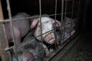Dublin Piggery 2025 - In June 2025, investigators, acting on information from a member of the public, captured footage inside Andgar piggery in Dublin, South Australia.
The footage shows pigs living alongside the decomposing bodies of hundreds of dead pigs, with some becoming stuck in a giant pile of corpses.
Other footage from the same piggery shows pigs in 'eco sheds' on the property, which are sheds with two or three walls, with at least one side open to the elements. The pigs in these sheds are seen wading through mud and waste, which is often so deep that they are forced to swim. Some pigs had drowned in these sheds, likely after becoming stuck.
Pigs were filmed with massive, necrotic wounds where infection had eaten through skin down to the bone. One pig had a hole in their back that was roughly 10cm in diameter and packed with straw, mud and faeces. Piglets were also found living amongst the dead and rotting bodies of their littermates.
These visits took place over a month after this farm had been reported to the RSPCA by a member of the public, who was so horrified by the conditions that they knew they had to act.
- Captured at Andgar Piggery, Dublin SA Australia.