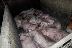 Dublin Piggery 2025 - In June 2025, investigators, acting on information from a member of the public, captured footage inside Andgar piggery in Dublin, South Australia.
The footage shows pigs living alongside the decomposing bodies of hundreds of dead pigs, with some becoming stuck in a giant pile of corpses.
Other footage from the same piggery shows pigs in 'eco sheds' on the property, which are sheds with two or three walls, with at least one side open to the elements. The pigs in these sheds are seen wading through mud and waste, which is often so deep that they are forced to swim. Some pigs had drowned in these sheds, likely after becoming stuck.
Pigs were filmed with massive, necrotic wounds where infection had eaten through skin down to the bone. One pig had a hole in their back that was roughly 10cm in diameter and packed with straw, mud and faeces. Piglets were also found living amongst the dead and rotting bodies of their littermates.
These visits took place over a month after this farm had been reported to the RSPCA by a member of the public, who was so horrified by the conditions that they knew they had to act.
- Captured at Andgar Piggery, Dublin SA Australia.