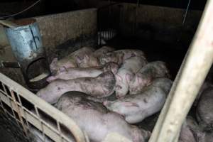 Dublin Piggery 2025 - In June 2025, investigators, acting on information from a member of the public, captured footage inside Andgar piggery in Dublin, South Australia.
The footage shows pigs living alongside the decomposing bodies of hundreds of dead pigs, with some becoming stuck in a giant pile of corpses.
Other footage from the same piggery shows pigs in 'eco sheds' on the property, which are sheds with two or three walls, with at least one side open to the elements. The pigs in these sheds are seen wading through mud and waste, which is often so deep that they are forced to swim. Some pigs had drowned in these sheds, likely after becoming stuck.
Pigs were filmed with massive, necrotic wounds where infection had eaten through skin down to the bone. One pig had a hole in their back that was roughly 10cm in diameter and packed with straw, mud and faeces. Piglets were also found living amongst the dead and rotting bodies of their littermates.
These visits took place over a month after this farm had been reported to the RSPCA by a member of the public, who was so horrified by the conditions that they knew they had to act.
- Captured at Andgar Piggery, Dublin SA Australia.