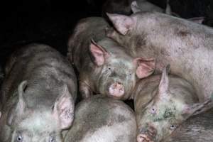 Dublin Piggery 2025 - In June 2025, investigators, acting on information from a member of the public, captured footage inside Andgar piggery in Dublin, South Australia.
The footage shows pigs living alongside the decomposing bodies of hundreds of dead pigs, with some becoming stuck in a giant pile of corpses.
Other footage from the same piggery shows pigs in 'eco sheds' on the property, which are sheds with two or three walls, with at least one side open to the elements. The pigs in these sheds are seen wading through mud and waste, which is often so deep that they are forced to swim. Some pigs had drowned in these sheds, likely after becoming stuck.
Pigs were filmed with massive, necrotic wounds where infection had eaten through skin down to the bone. One pig had a hole in their back that was roughly 10cm in diameter and packed with straw, mud and faeces. Piglets were also found living amongst the dead and rotting bodies of their littermates.
These visits took place over a month after this farm had been reported to the RSPCA by a member of the public, who was so horrified by the conditions that they knew they had to act.
- Captured at Andgar Piggery, Dublin SA Australia.