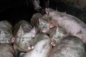 Dublin Piggery 2025 - In June 2025, investigators, acting on information from a member of the public, captured footage inside Andgar piggery in Dublin, South Australia.
The footage shows pigs living alongside the decomposing bodies of hundreds of dead pigs, with some becoming stuck in a giant pile of corpses.
Other footage from the same piggery shows pigs in 'eco sheds' on the property, which are sheds with two or three walls, with at least one side open to the elements. The pigs in these sheds are seen wading through mud and waste, which is often so deep that they are forced to swim. Some pigs had drowned in these sheds, likely after becoming stuck.
Pigs were filmed with massive, necrotic wounds where infection had eaten through skin down to the bone. One pig had a hole in their back that was roughly 10cm in diameter and packed with straw, mud and faeces. Piglets were also found living amongst the dead and rotting bodies of their littermates.
These visits took place over a month after this farm had been reported to the RSPCA by a member of the public, who was so horrified by the conditions that they knew they had to act.
- Captured at Andgar Piggery, Dublin SA Australia.