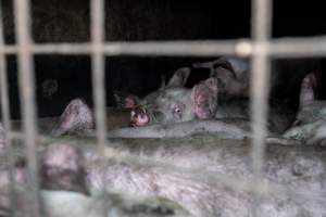 Dublin Piggery 2025 - In June 2025, investigators, acting on information from a member of the public, captured footage inside Andgar piggery in Dublin, South Australia.
The footage shows pigs living alongside the decomposing bodies of hundreds of dead pigs, with some becoming stuck in a giant pile of corpses.
Other footage from the same piggery shows pigs in 'eco sheds' on the property, which are sheds with two or three walls, with at least one side open to the elements. The pigs in these sheds are seen wading through mud and waste, which is often so deep that they are forced to swim. Some pigs had drowned in these sheds, likely after becoming stuck.
Pigs were filmed with massive, necrotic wounds where infection had eaten through skin down to the bone. One pig had a hole in their back that was roughly 10cm in diameter and packed with straw, mud and faeces. Piglets were also found living amongst the dead and rotting bodies of their littermates.
These visits took place over a month after this farm had been reported to the RSPCA by a member of the public, who was so horrified by the conditions that they knew they had to act.
- Captured at Andgar Piggery, Dublin SA Australia.