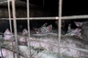 Dublin Piggery 2025 - In June 2025, investigators, acting on information from a member of the public, captured footage inside Andgar piggery in Dublin, South Australia.
The footage shows pigs living alongside the decomposing bodies of hundreds of dead pigs, with some becoming stuck in a giant pile of corpses.
Other footage from the same piggery shows pigs in 'eco sheds' on the property, which are sheds with two or three walls, with at least one side open to the elements. The pigs in these sheds are seen wading through mud and waste, which is often so deep that they are forced to swim. Some pigs had drowned in these sheds, likely after becoming stuck.
Pigs were filmed with massive, necrotic wounds where infection had eaten through skin down to the bone. One pig had a hole in their back that was roughly 10cm in diameter and packed with straw, mud and faeces. Piglets were also found living amongst the dead and rotting bodies of their littermates.
These visits took place over a month after this farm had been reported to the RSPCA by a member of the public, who was so horrified by the conditions that they knew they had to act.
- Captured at Andgar Piggery, Dublin SA Australia.